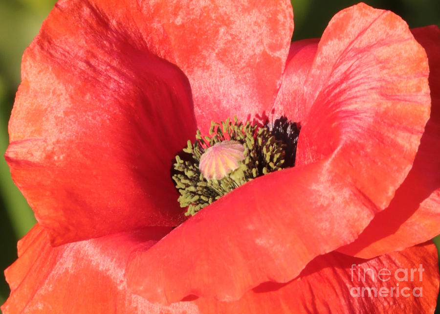 Red Poppy Closeup Photograph by Carol Groenen