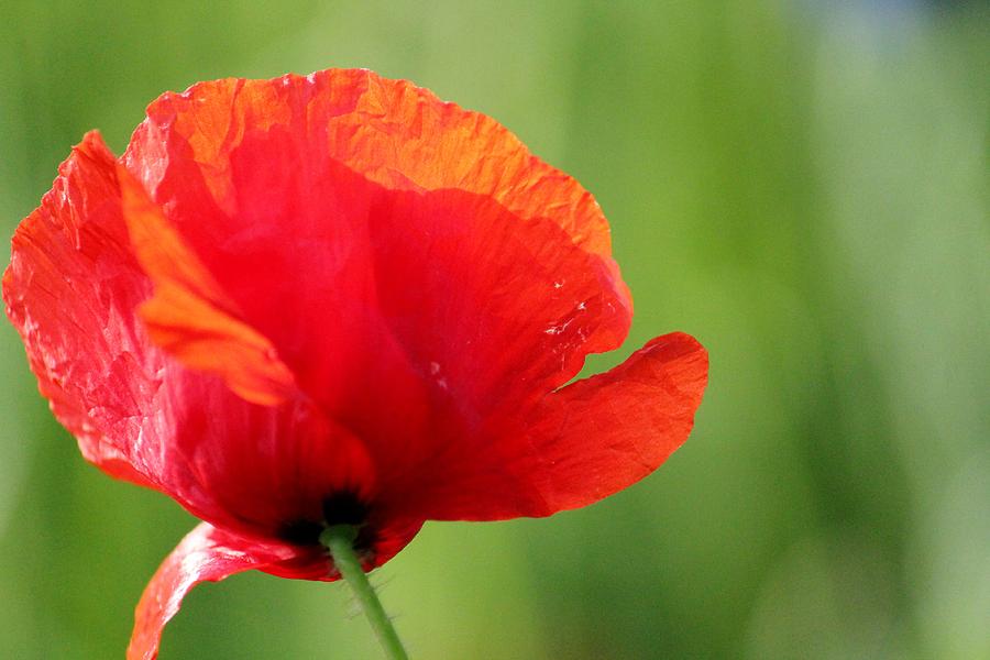 Red Poppy Photograph by Corinna Hardware - Fine Art America