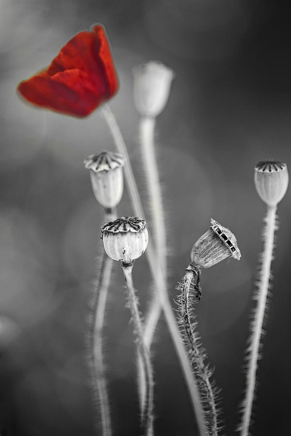 Red Poppy  Photograph by Dirk Ercken