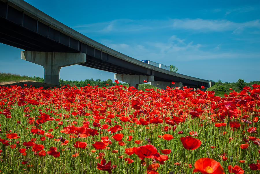 Red Poppy Field Near Highway Road Photograph by Alex Grichenko