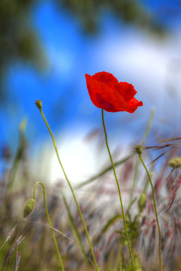 Red Poppy Flower Power Photograph by Martin Joyful - Fine Art America