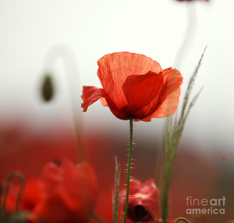 Poppy Photograph - Red Poppy Flowers by Nailia Schwarz