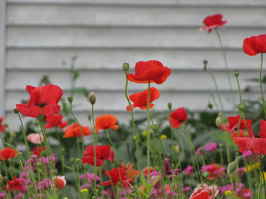 Summer Photograph - Red Poppy Flowers no1 by Francois Fournier