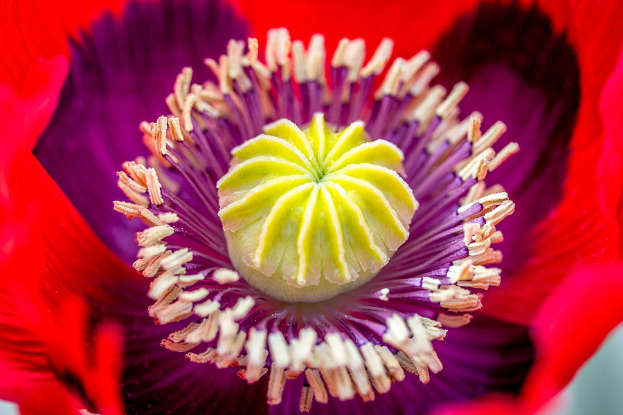 Poppy Photograph - Red Poppy. by Gary Gillette Poppy Photograph - Red Poppy. by Gary Gillette