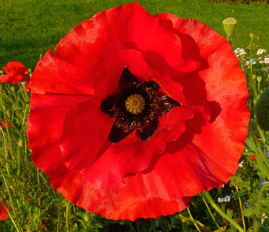 Red Poppy Photograph by Gordon James