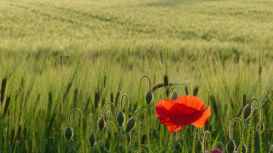 Red Poppy In Cornfield Photograph by Philipp Bosshard