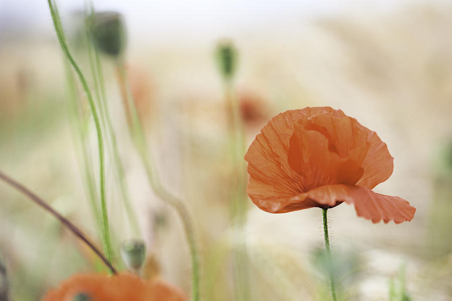 red poppy in Flanders fields Photograph by Dirk Ercken