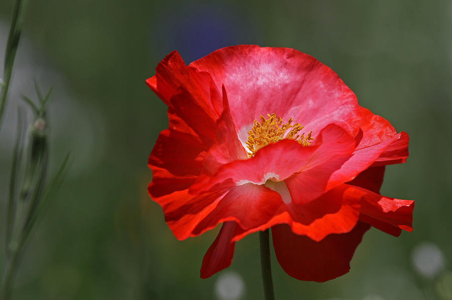 Flower Photograph - Red Poppy by Juergen Roth