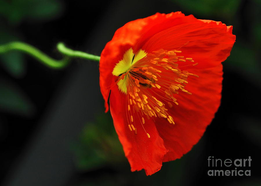 Poppy Photograph - Red Poppy by Kaye Menner