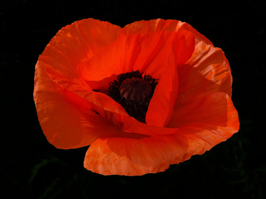 Red Poppy Photograph
