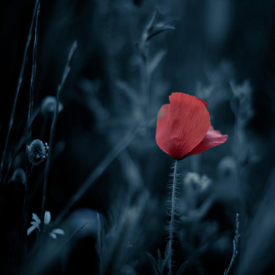 Red Poppy Photograph by Luis Mariano González Red Poppy Photograph by Luis Mariano González