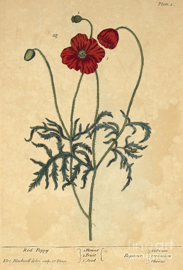 Red Poppy-Medicinal Plant-1737 Photograph by Science Source