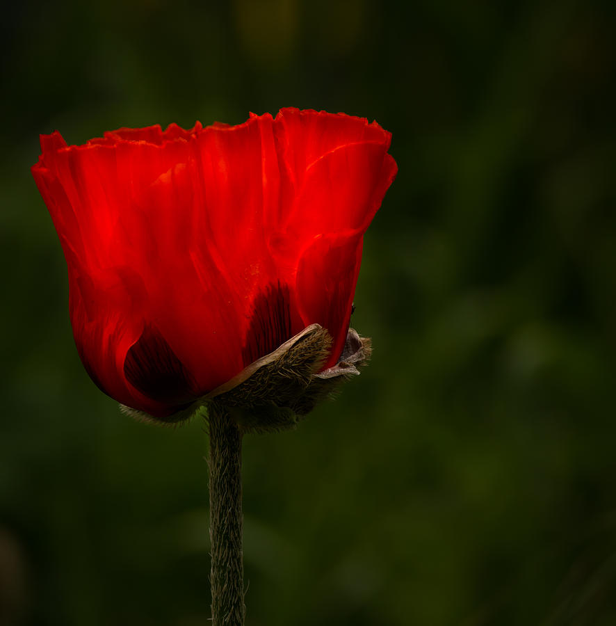 Red Poppy on Dark Background Photograph by Jean Noren