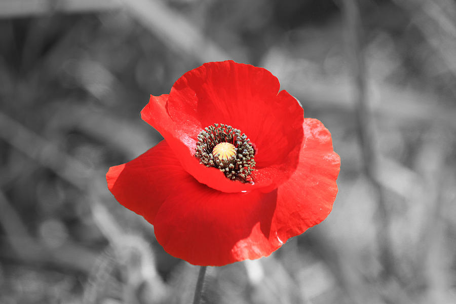 Red Poppy Photograph by Shane Bechler