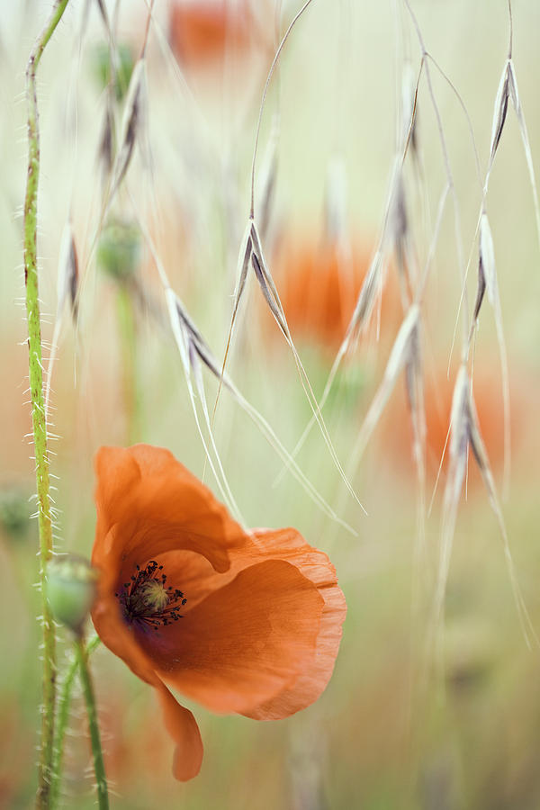 Flower Photograph - Red Poppy Spring Flower by Dirk Ercken