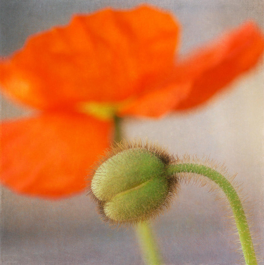 Red Poppy Squared Photograph by Fraida Gutovich