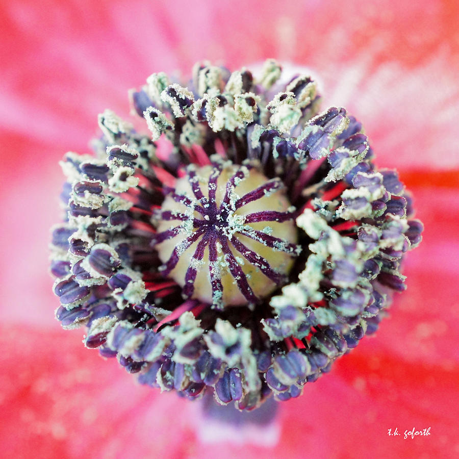 Red Poppy Squared Photograph by TK Goforth