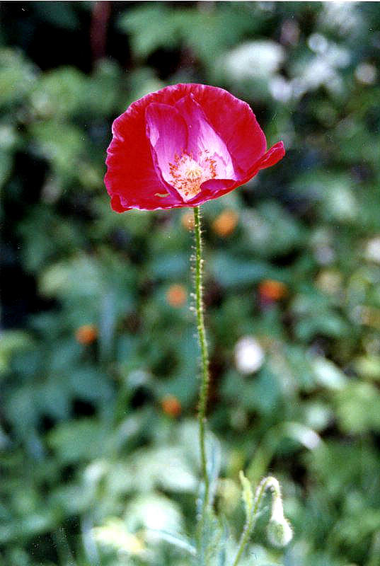 Poppy Photograph - Red Poppy  by Stephen Proper Gredler