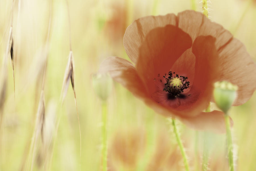 Flower Photograph - Red Poppy Summer Flower by Dirk Ercken