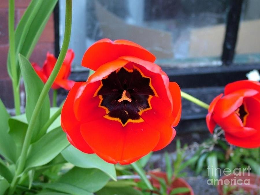 Red Poppy Tulip by the Cellar Window Photograph by Joan-Violet Stretch