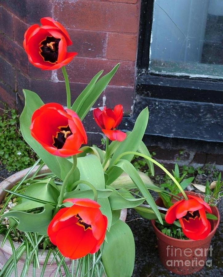 Red Poppy Tulips Against the Cellar Window  2 Photograph by Joan-Violet Stretch