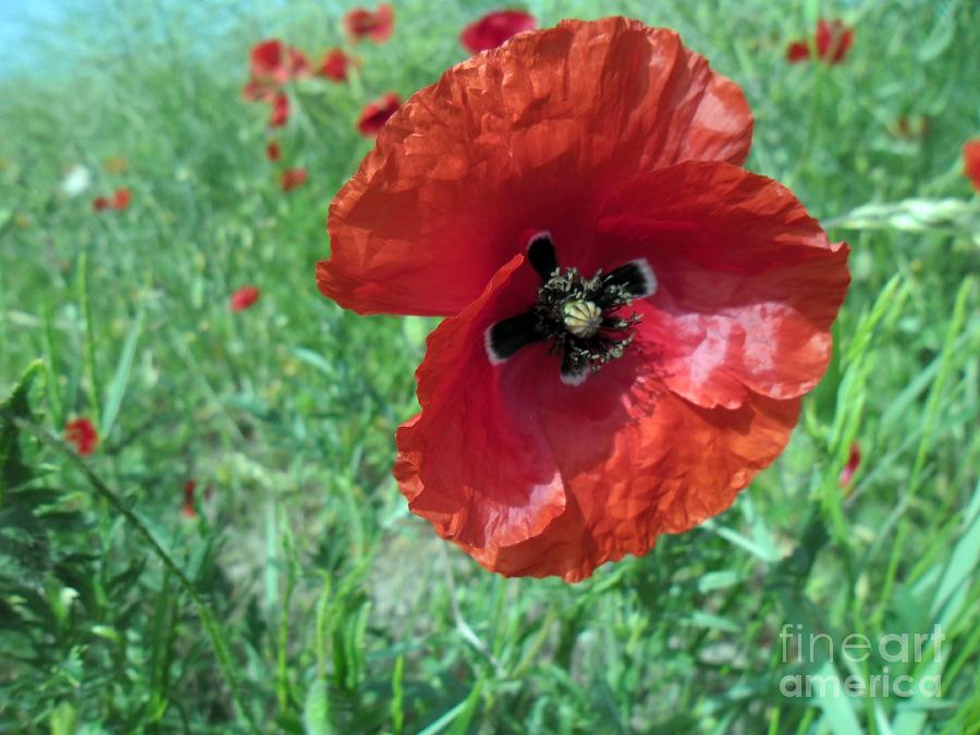 Red poppy Photograph by Vesna Martinjak
