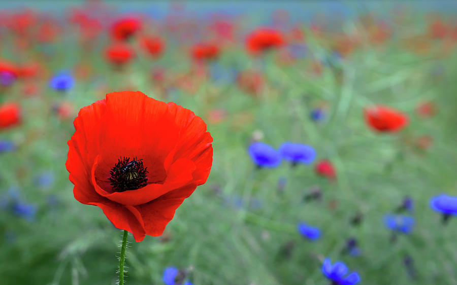 Red Poppy Wild Flower Photograph by Ben Robson Hull Photography