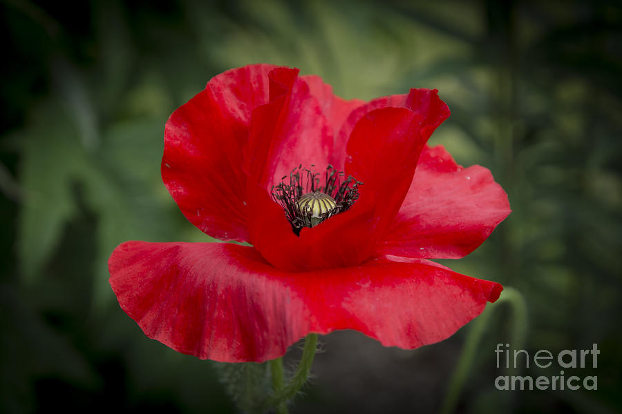 Red Poppy with black pistils Photograph by Ingela Christina Rahm