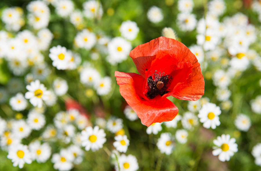 Red poppy with daisies on flower meadow Photograph by Matthias Hauser