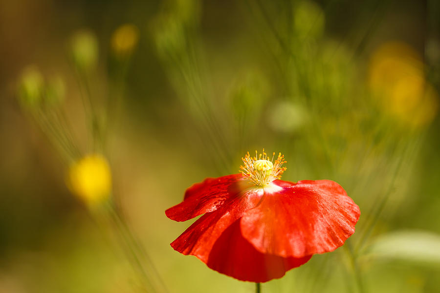 Red poppy with weeds Photograph by Izzy Standbridge - Fine Art America