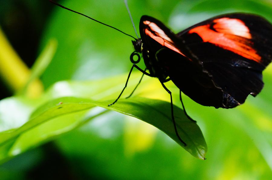 Red Postman butterfly on Leaf Photograph by Mike Murdock