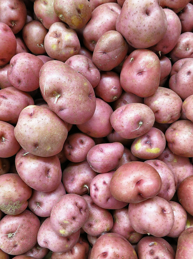 Red Potatoes  Photograph by Patricia Januszkiewicz