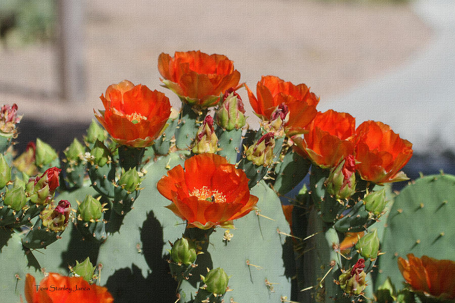 Red Prickly Pear Cactus Flowers Photograph by Tom Janca - Fine Art America