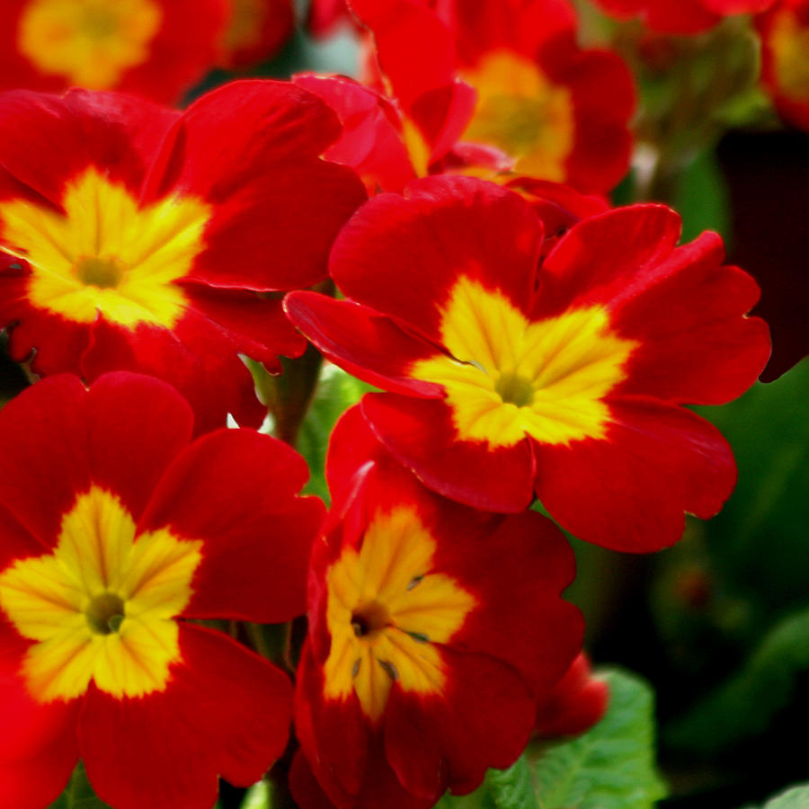 Red Primroses Photograph by Art Block Collections