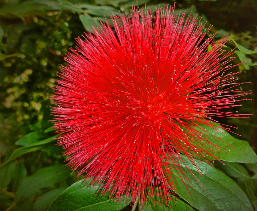 Red Puff 2 Photograph by Dave Bosse
