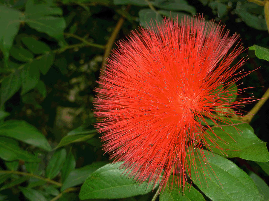 Red Puff Photograph by Dave Bosse