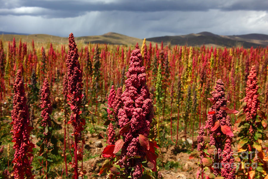 Red Quinoa Field Bolivia Photograph by James Brunker