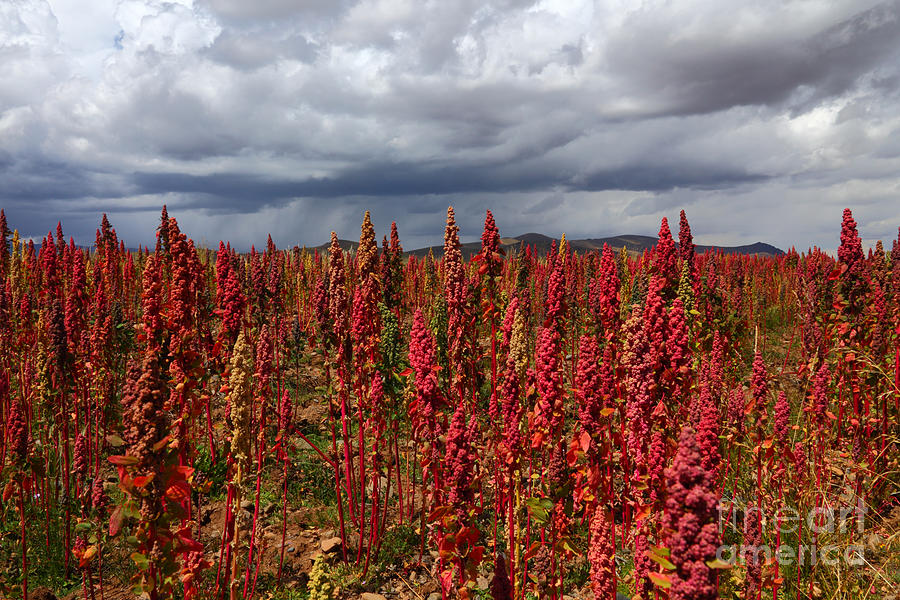 Red Quinoa Stormy Skies Photograph by James Brunker
