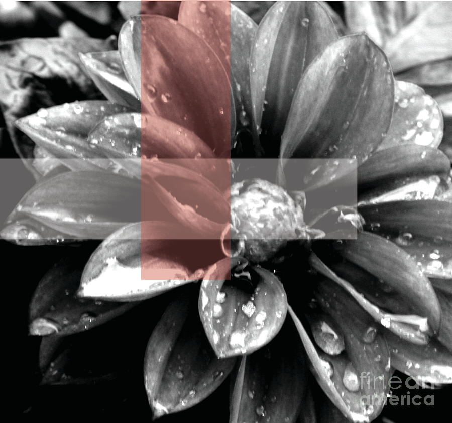 Abstract Photograph - Red Rain Blossom by JamieLynn Warber
