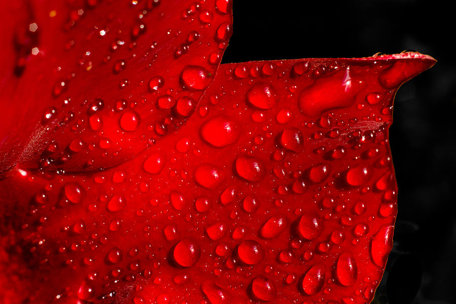 Red Rain Photograph by Penny Meyers