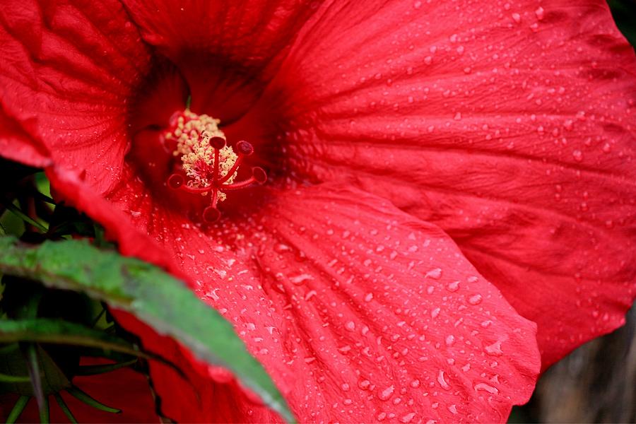 Red Raindrops Photograph by Elizabeth Sullivan