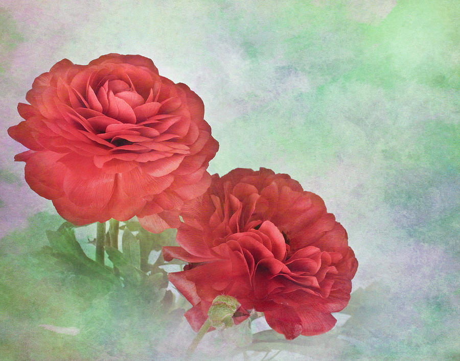 Red Ranunculus Photograph by David and Carol Kelly
