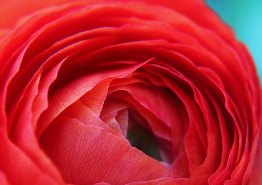 Flower Photograph - Red Ranunculus Flower by Carol Welsh