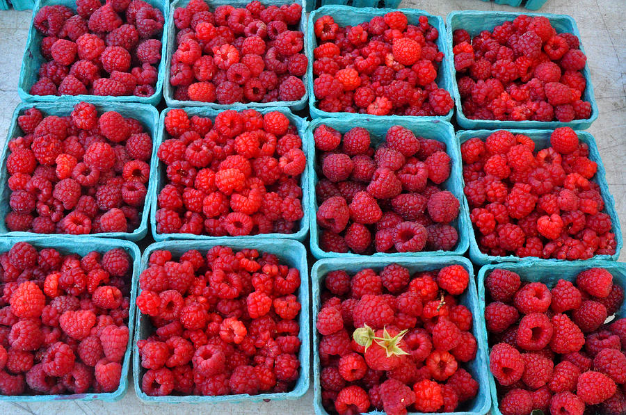 Red Raspberries at the Union Square Farmers Market Photograph by Diane Lent