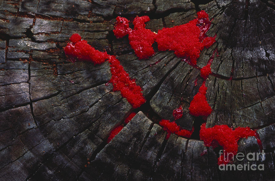 Red Raspberry Slime Mold Photograph by Larry West