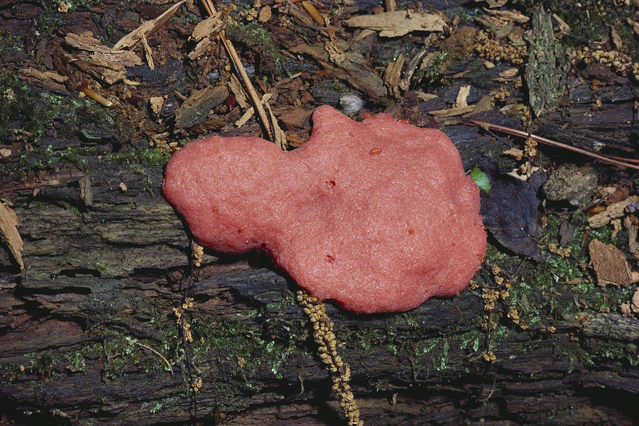 Red Raspberry Slime Mold Photograph by Ray Simons