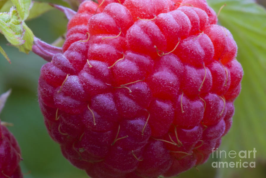 Red Raspberry Photograph by William H. Mullins