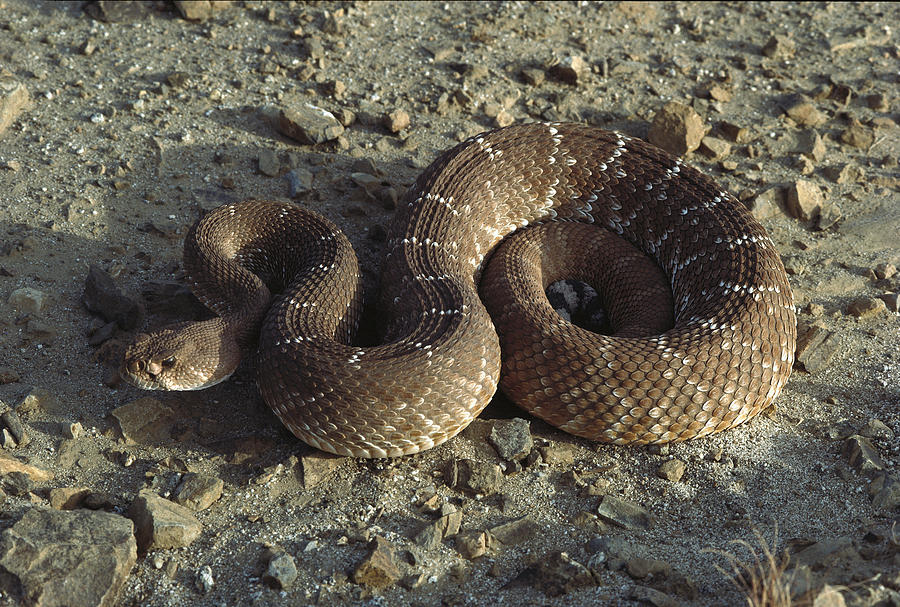 Red Rattlesnake Baja California Mexico Photograph by Larry Minden