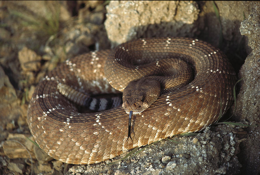 Red Rattlesnake Sensing With Its Tongue Photograph by Larry Minden