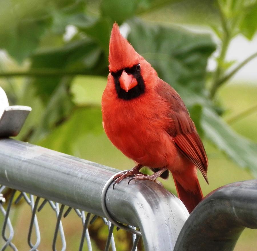 Red Red Red Cardinal Photograph by Belinda Lee